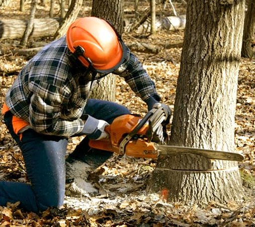 Tree Removal in Round Top, TX